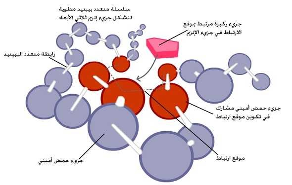 إنزيمات الأكسدة والاختزال إنزيمات التخليق والتكوين إنزيمات التشابه إنزيمات الإزالة العناصر