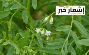 زراعة العدس