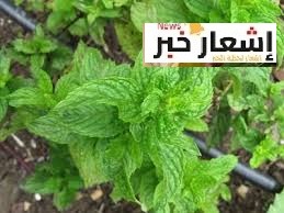 زراعة النعناع