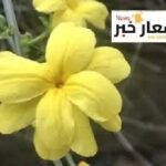 أهميه الياسمين اقتصاديا وثقافيا